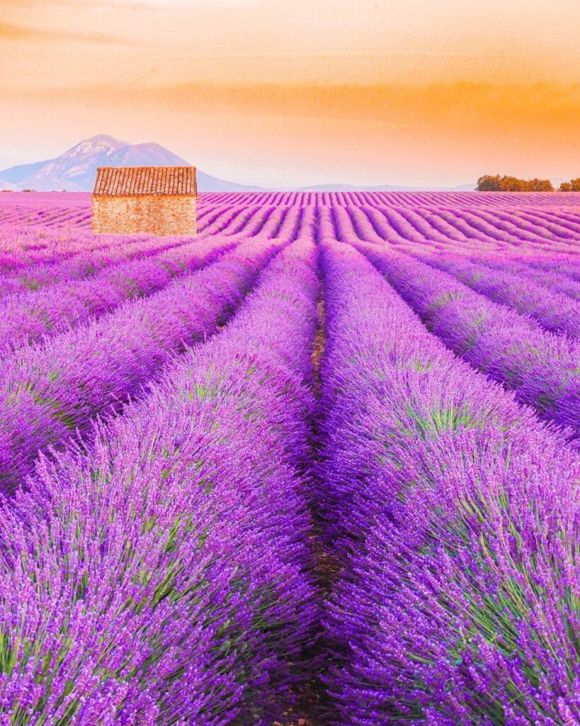 Lavender Field